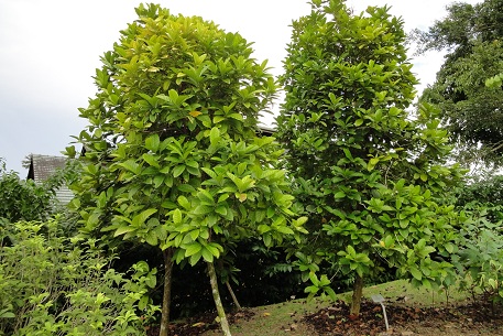 قهوه لیبریا